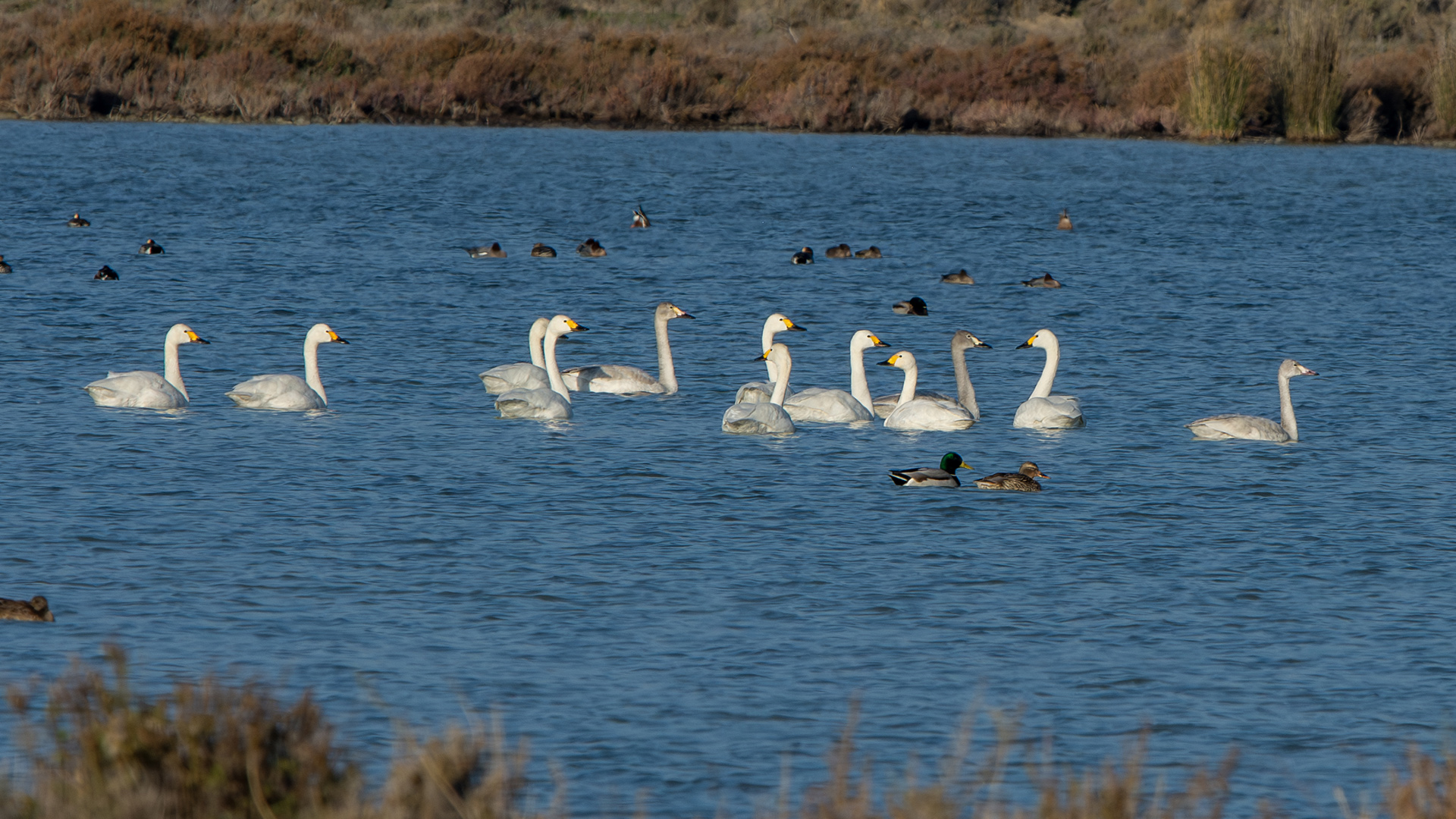 Tundra Swan